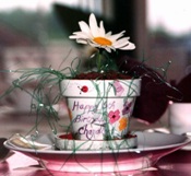 favors/cupcake_pot.jpg (86390 bytes)